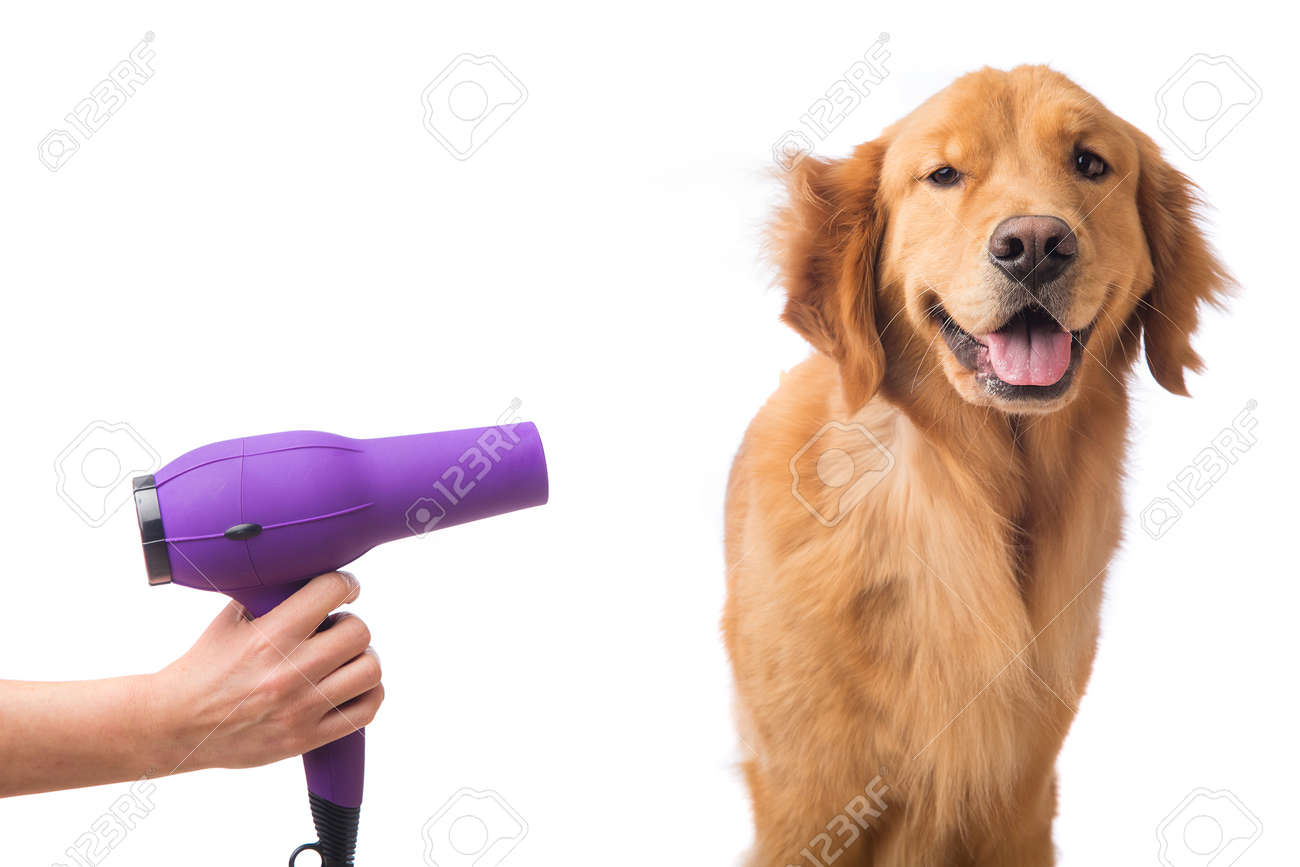 dog blow dryer