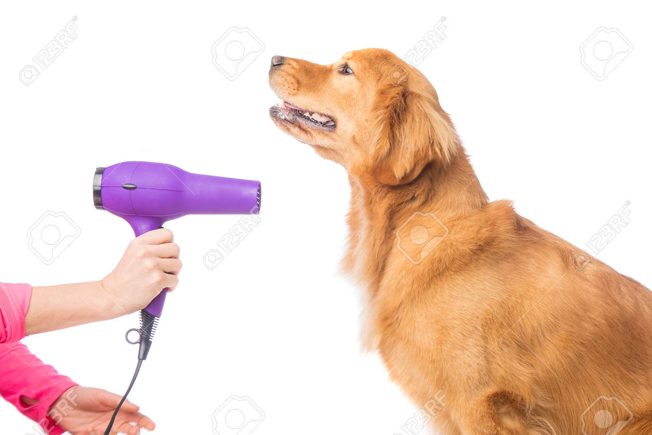 Golden retriever hair dryer Clearance