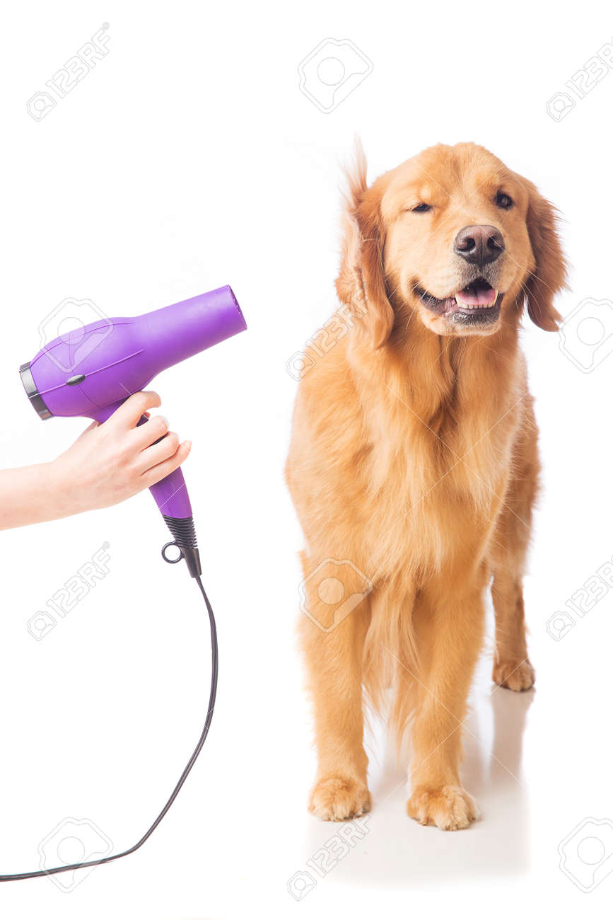 トリマー犬のヘアドライヤーを使用して の写真素材 画像素材 Image トリマー犬のヘアドライヤーを使用して の写真素材 画像素材 Image