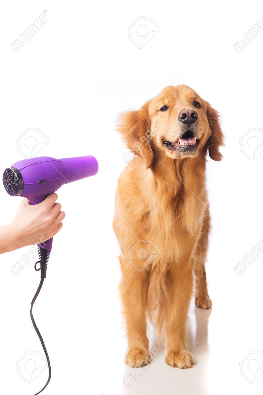 dog blow dryer