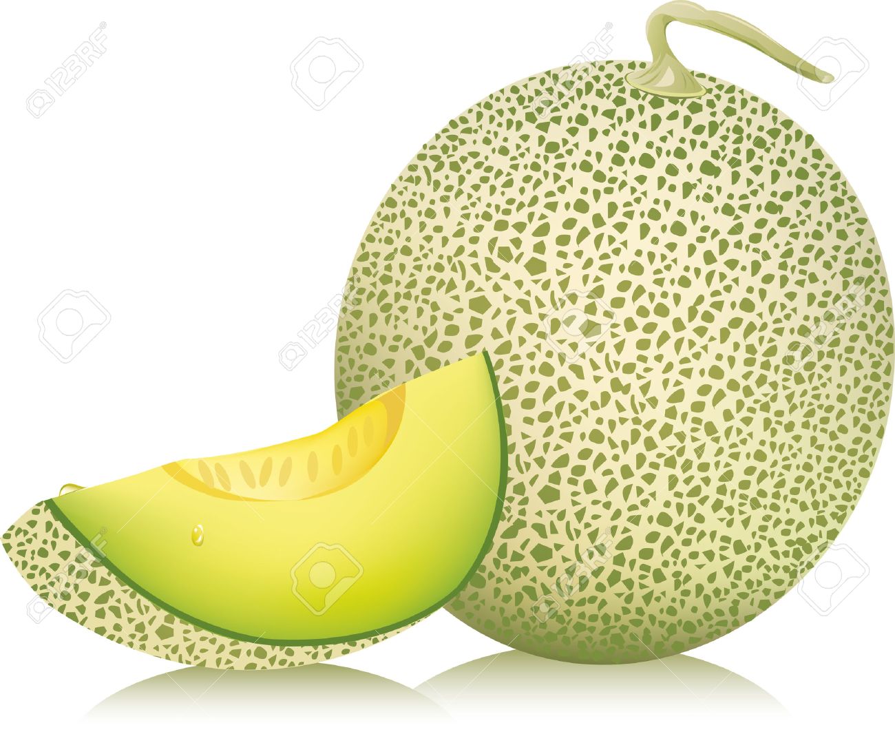 cantaloupe melon vector illustration royalty free cliparts vectors