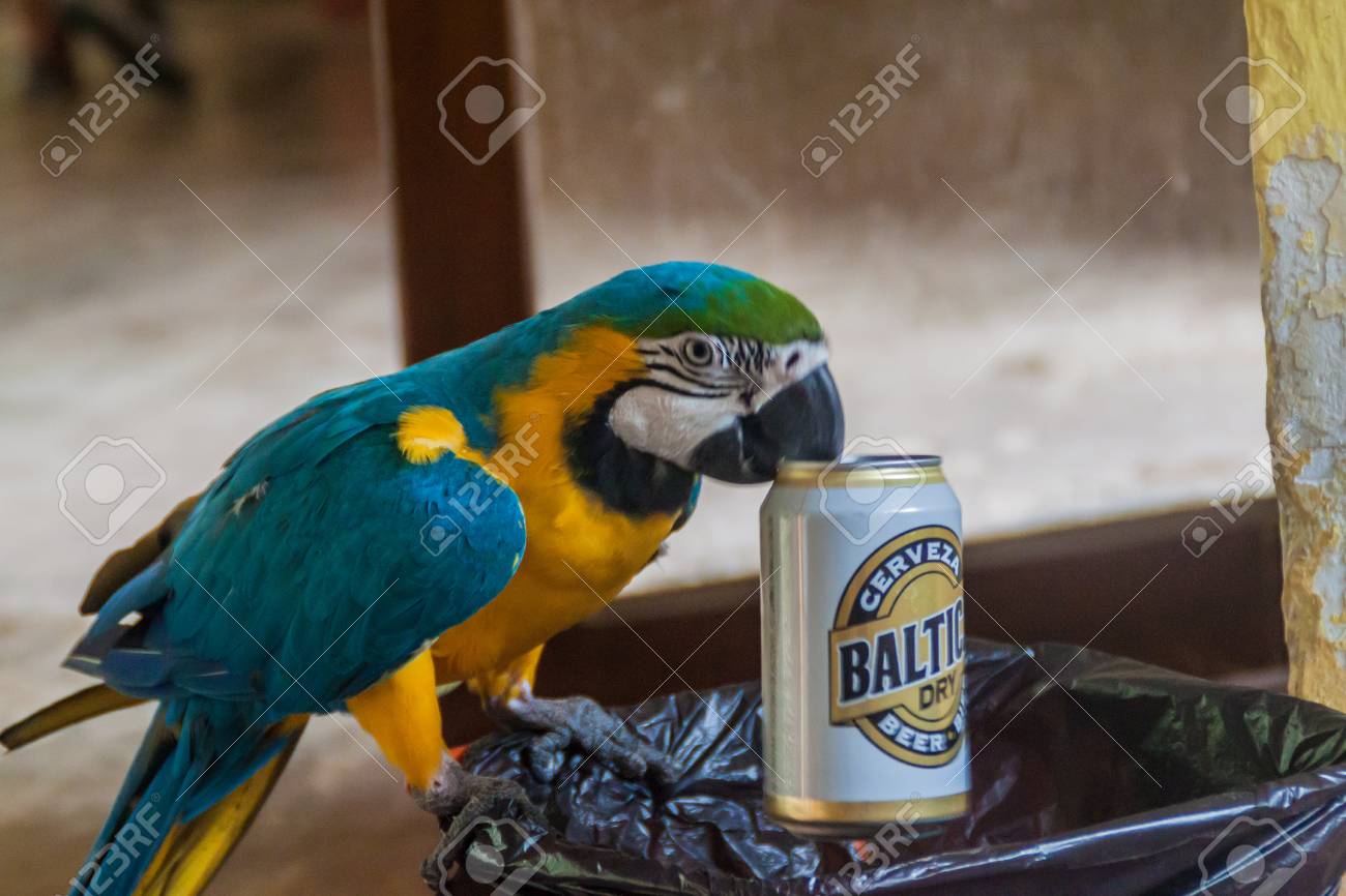 Rurrenabaque Bolivia May 2 15 Blue And Yellow Macaw Ara Ararauna Picks Beer Cans Baltica Brand From The Garbage Bin And Drinks The Rests Stock Photo Picture And Royalty Free Image Image