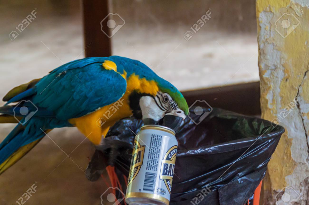 Rurrenabaque Bolivia 2 De Mayo De 15 Macaw Azul E Amarelo Ara Ararauna Escolhe Latas De Cerveja Marca Baltica Da Lixeira E Bebe Os Repousos Fotos Retratos Imagenes Y Fotografia De