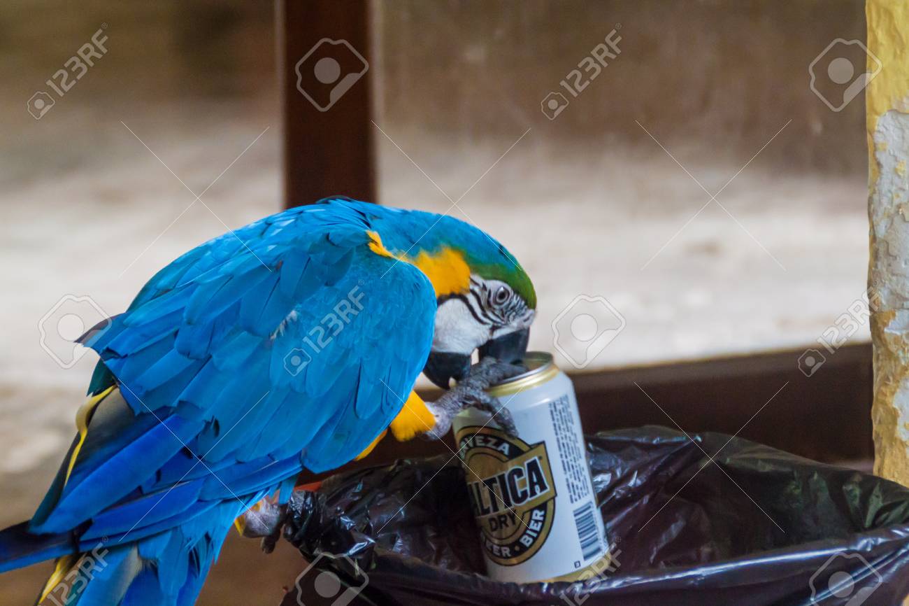 Rurrenabaque Bolivia May 2 15 Blue And Yellow Macaw Ara Ararauna Picks Beer Cans Baltica Brand From The Garbage Bin And Drinks The Rests Stock Photo Picture And Royalty Free Image Image