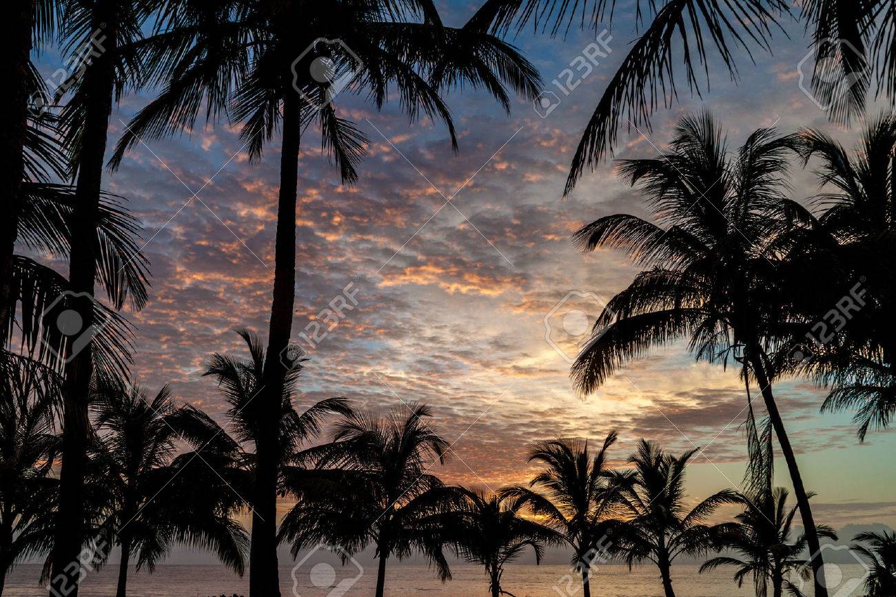 Palmiers Sur Une Plage à Kourou En Guyane Française
