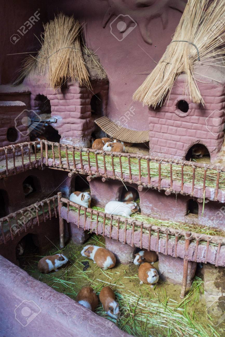 Castillo De Cuyes (Guinea Pig House) In 