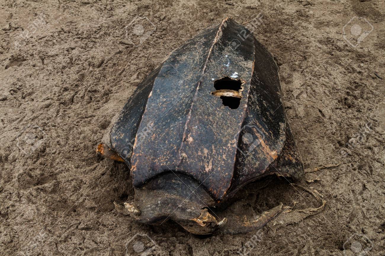 Empty Shell Of A Dead Leatherback Sea Turtle Dermochelys Coriacea
