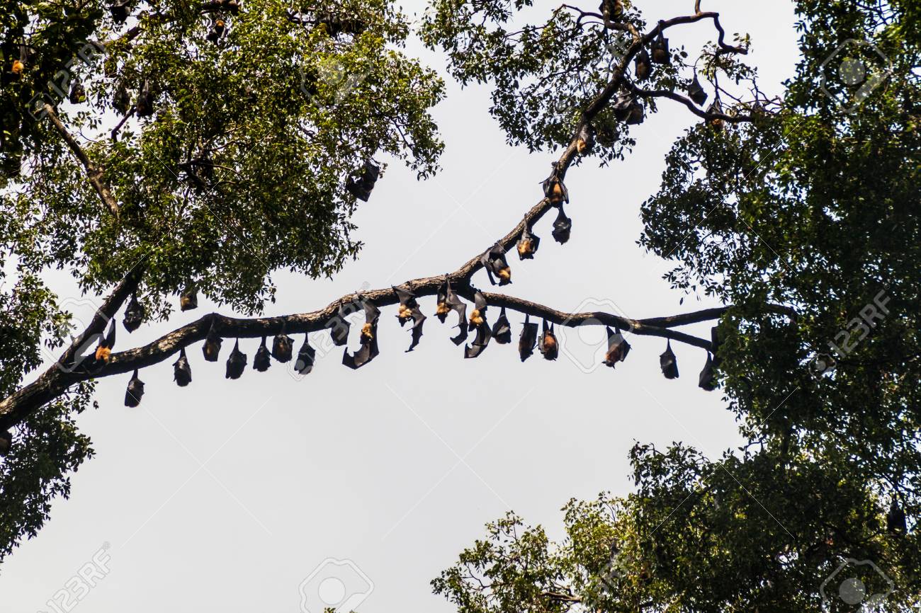 Fruit Bats Flying Foxes In Royal Botanic Gardens Near Kandy Sri Lanka Stock Photo Picture And Royalty Free Image Image