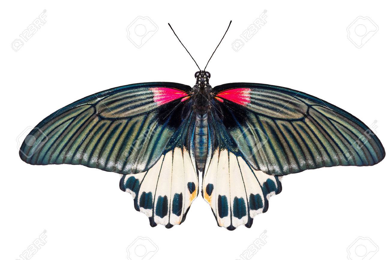 Top view of female Great mormon Butterfly - 24547424 Top view of female Great mormon Butterfly - 24547424