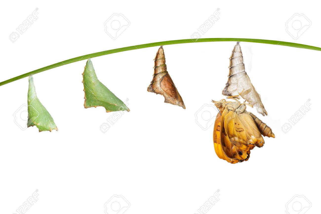 Transformation from chrysalis to female of brown prince butterfly on white - 33241964 Transformation from chrysalis to female of brown prince butterfly on white - 33241964