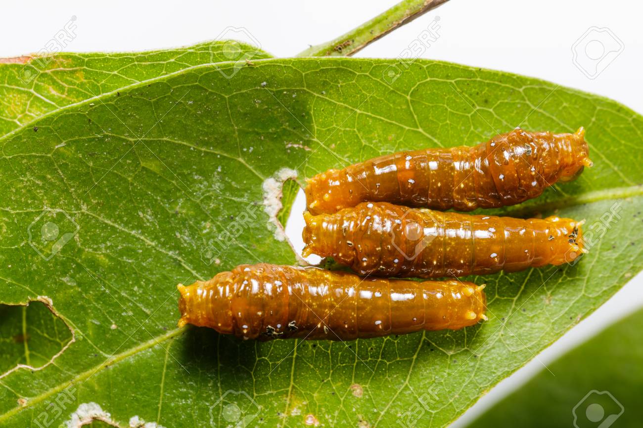 葉に縞模様アゲハチョウの幼虫が 3 令します の写真素材 画像素材 Image