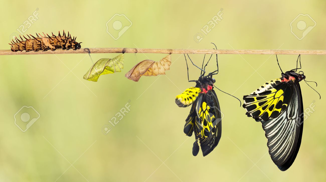 Life cycle of common birdwing butterfly from caterpillar - 54230145 Life cycle of common birdwing butterfly from caterpillar - 54230145