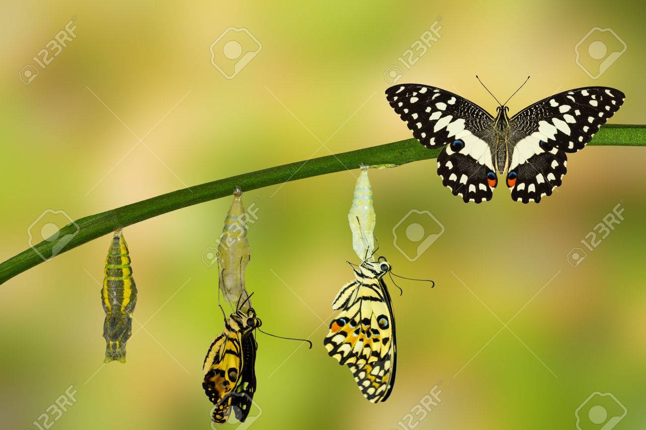 Transformation of Lime Butterfly ( papilio demoleus ) - 60093020 Transformation of Lime Butterfly ( papilio demoleus ) - 60093020