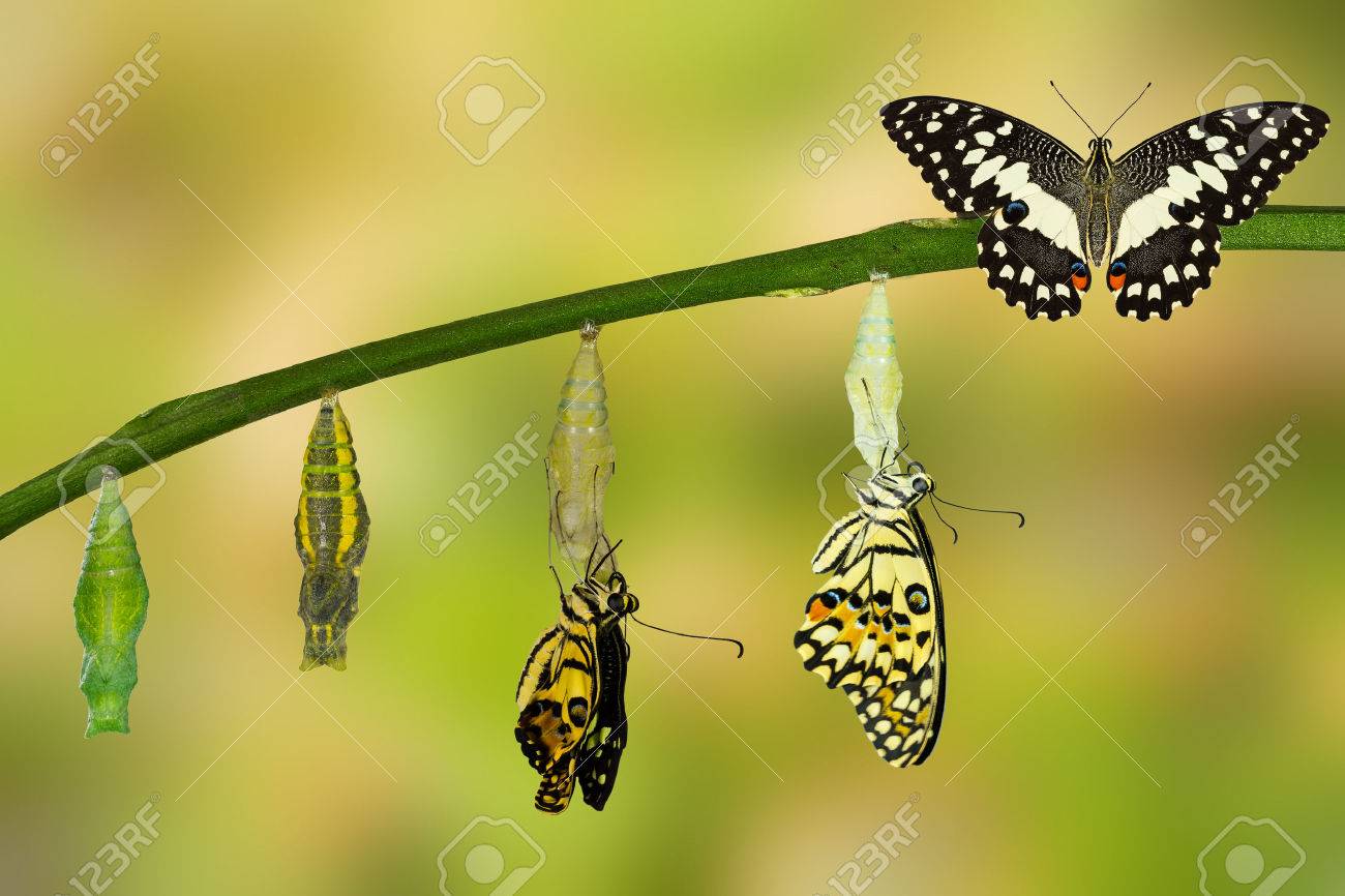 Transformation of Lime Butterfly ( papilio demoleus ) - 60174986 Transformation of Lime Butterfly ( papilio demoleus ) - 60174986