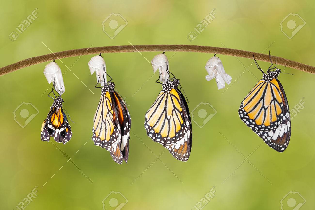 Transformation of common tiger butterfly emerging from cocoon on twig - 60898319 Transformation of common tiger butterfly emerging from cocoon on twig - 60898319
