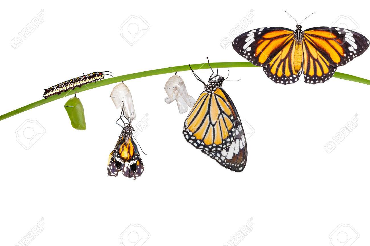 Isolated transformation of common tiger butterfly emerging from cocoon on twig with clipping path - 60863727 Isolated transformation of common tiger butterfly emerging from cocoon on twig with clipping path - 60863727