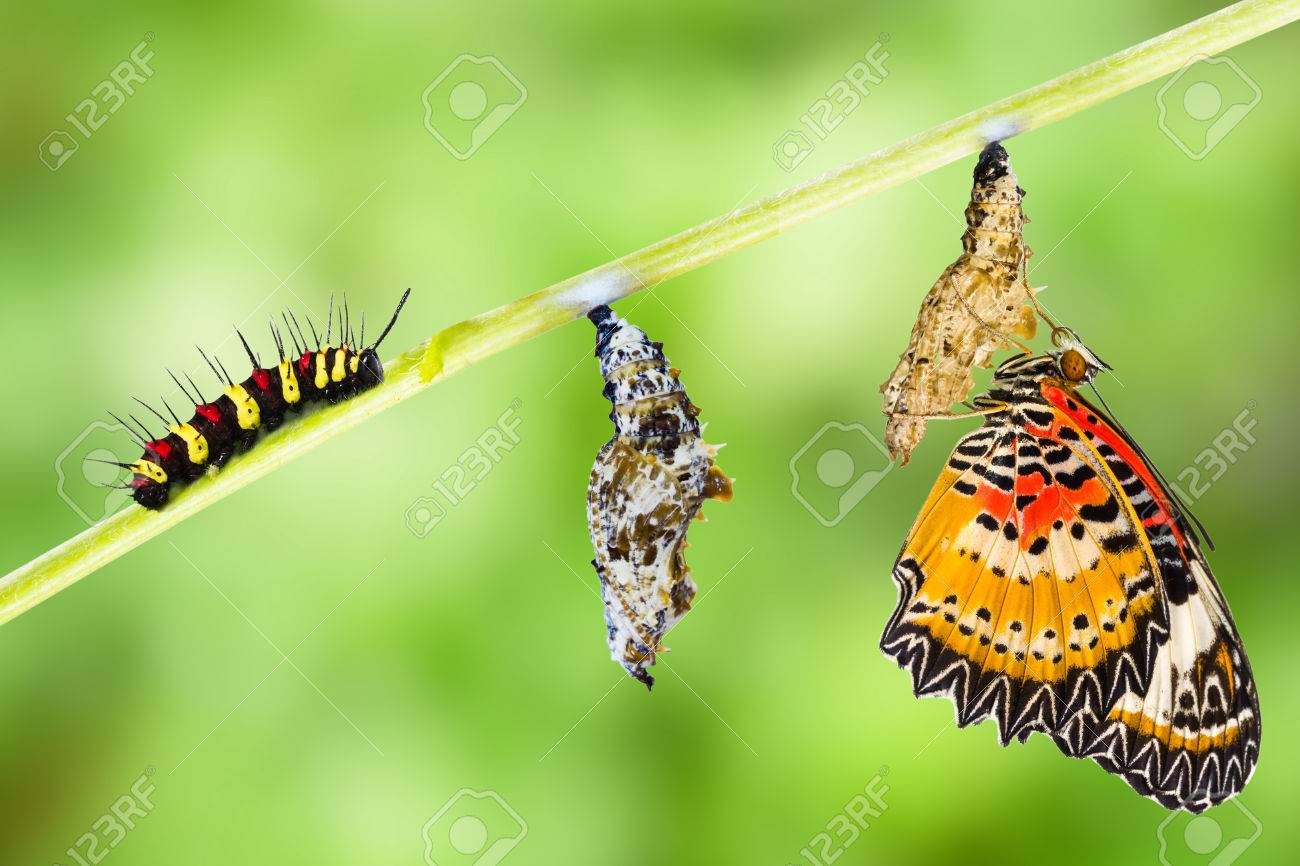 Leopard lacewing (Cethosia cyane euanthes) butterfly , caterpillar, pupa and emerging - 60865420 Leopard lacewing (Cethosia cyane euanthes) butterfly , caterpillar, pupa and emerging - 60865420