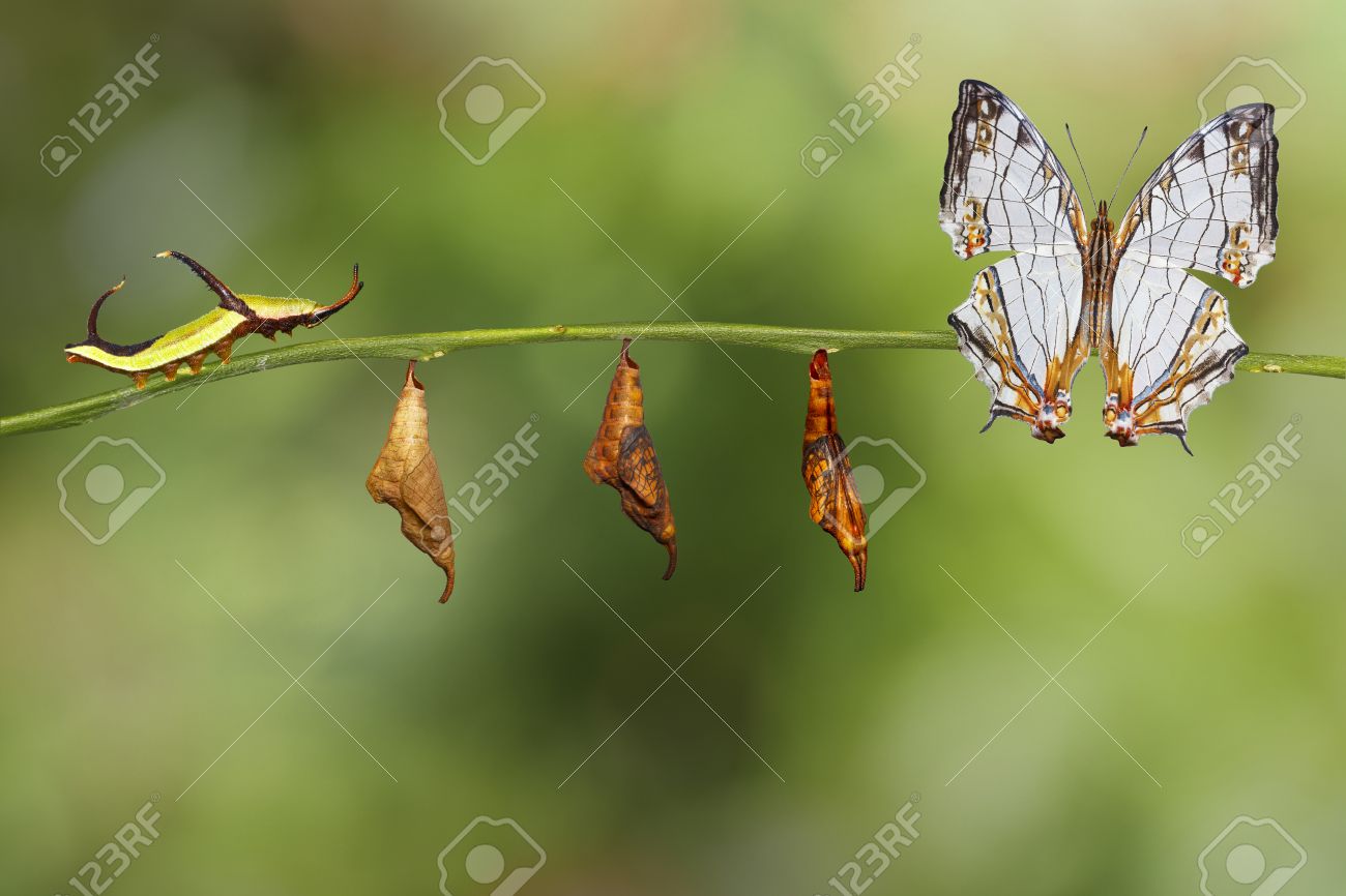 Transformation of common map (Cyrestis thyodamas ) butterfly from caterpillar on twig - 70806226 Transformation of common map (Cyrestis thyodamas ) butterfly from caterpillar on twig - 70806226