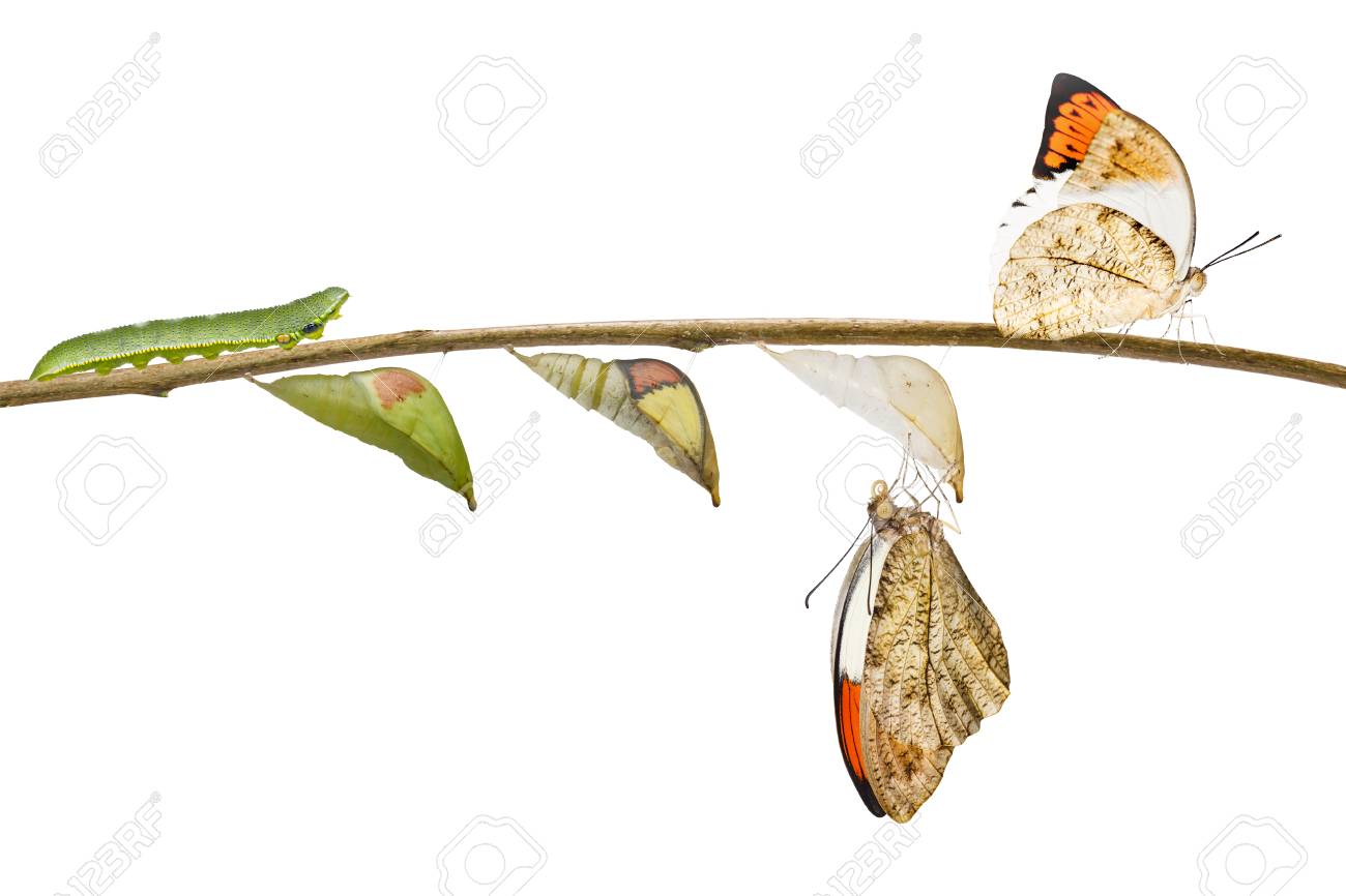 Transformation From Caterpillar Pupa To Great Orange Tip Butterfly - 