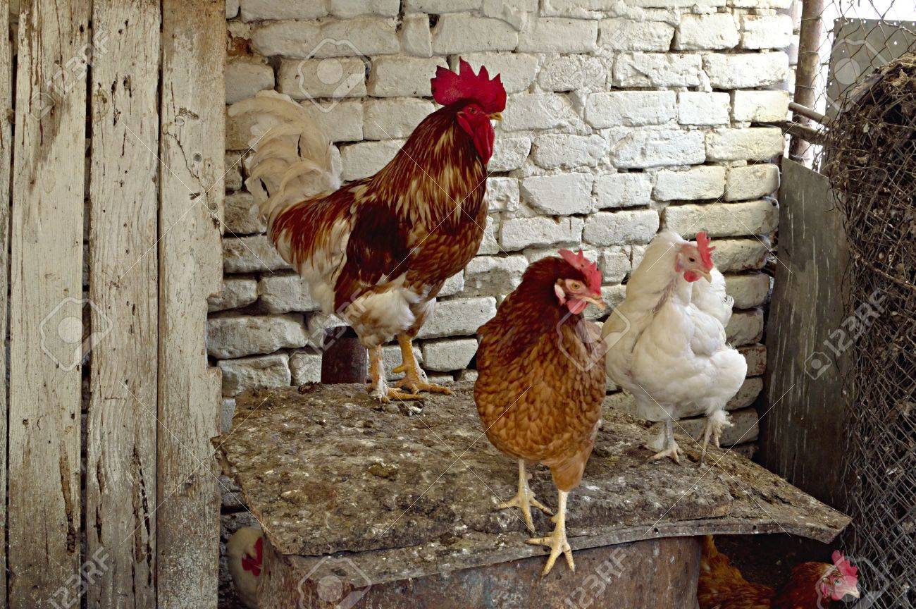 Poulets Domestiques Dans Le Poulailler, Lu0027agriculture Et Le 