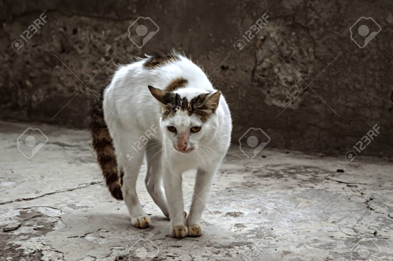 Curieux Jeune Chat Est Debout Sur Une Cour Et Preter Attention Banque D Images Et Photos Libres De Droits Image