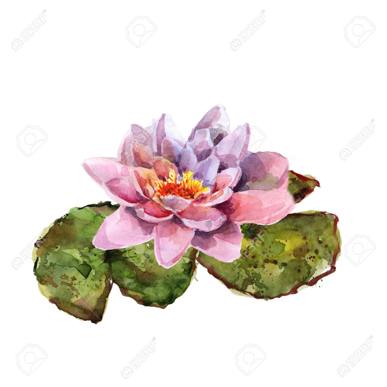 Water Lily Leaves And Flowers Bouquet Hand Drawing Watercolor Pink And Purple And Green Flowers Ornament Stock Photo Picture And Royalty Free Image Image
