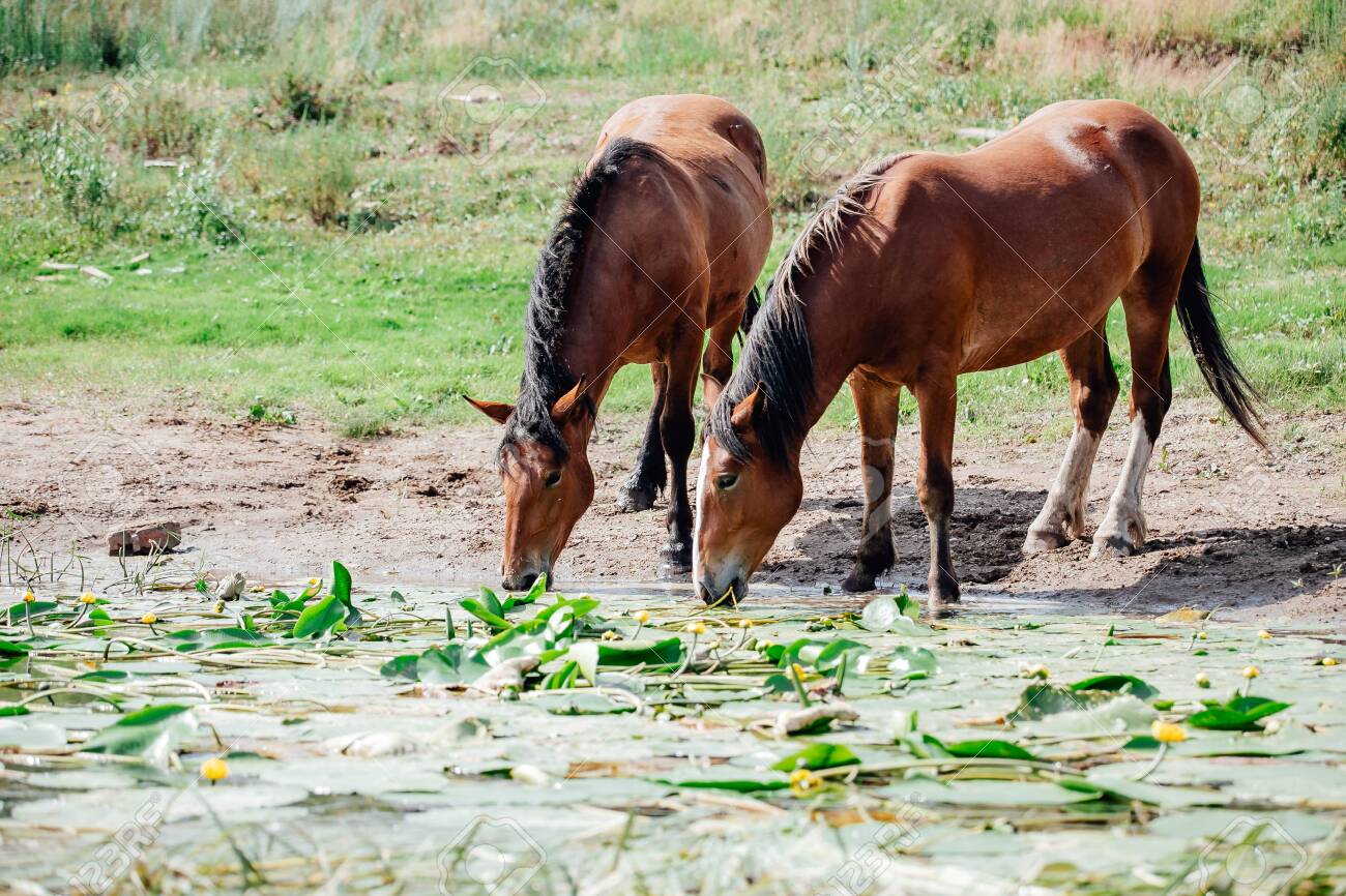 Closeup Side View Of Beautiful Brown Horses Eating Grass And Drinking Water In Meadow And Green Field In Summertime Lizenzfreie Fotos Bilder Und Stock Fotografie Image 128127370