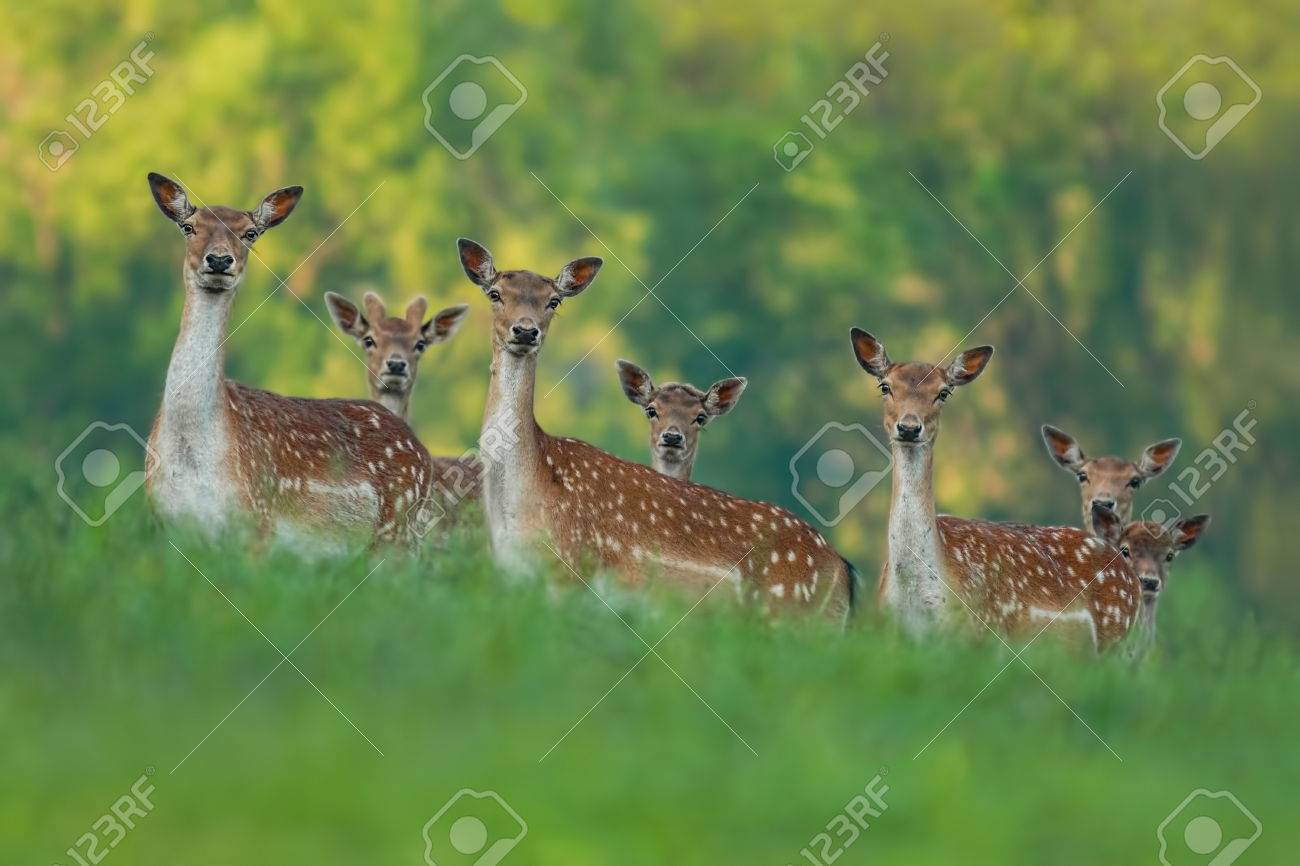 fallow deer family doe