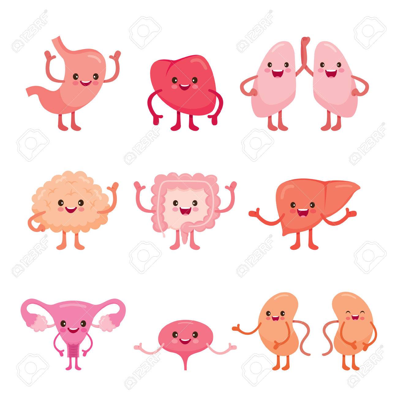human internal organs cartoon characters set physiology structure