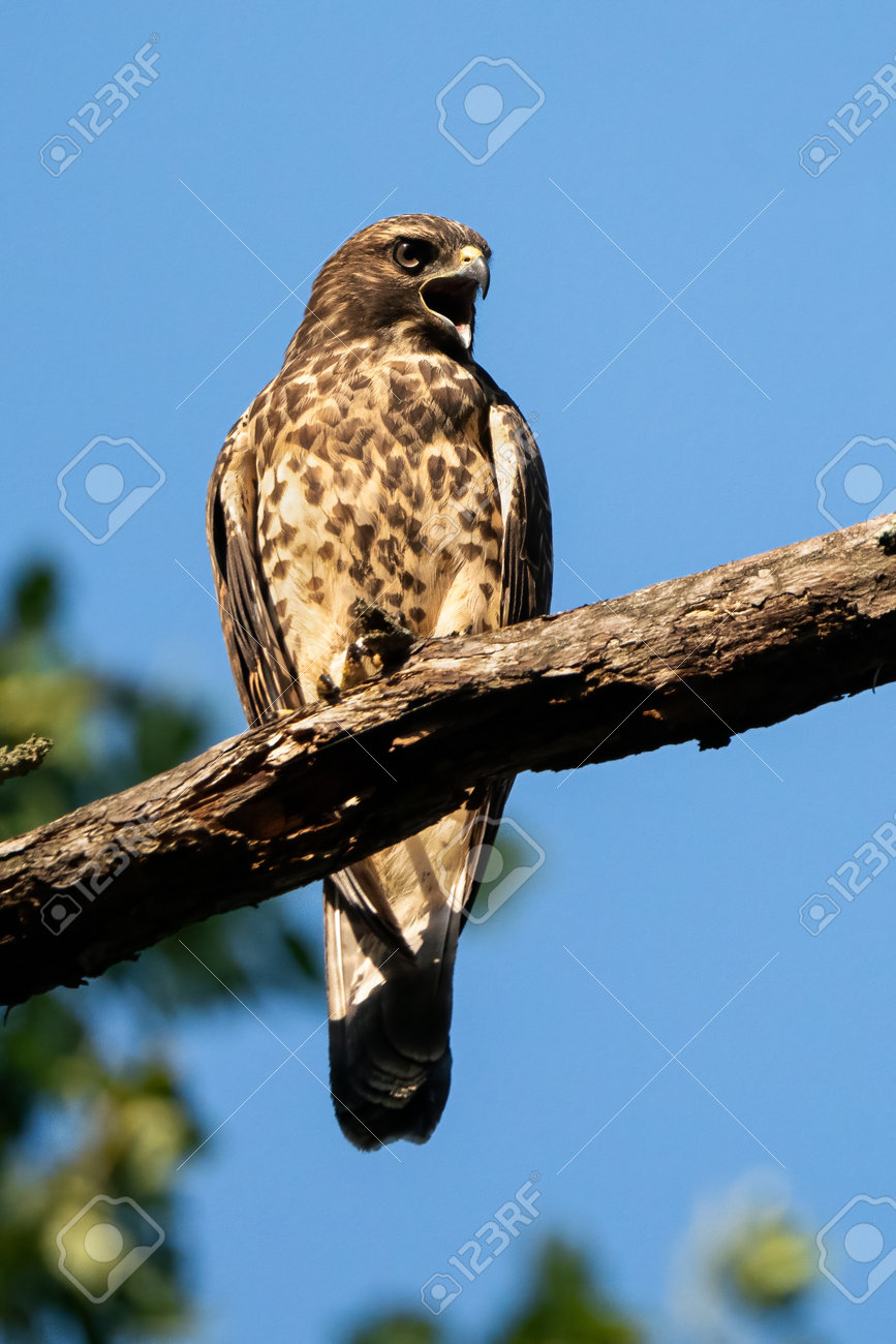 A Red-shouldered Hawk Perched 正版图像123RF中国- 高质量免版税图像库. Image 190304369