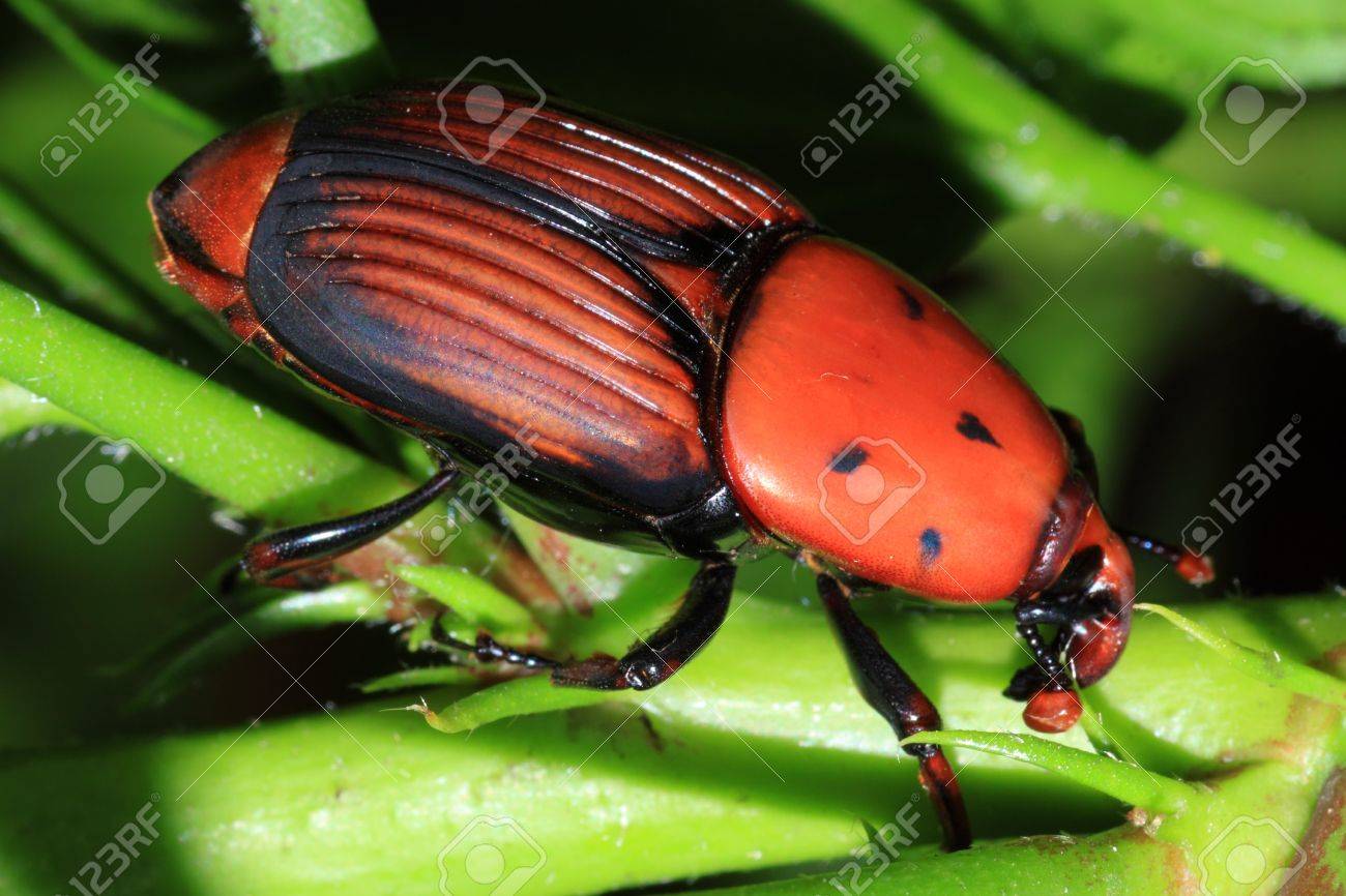 asian red palm weevil Christy canyon fucks pilot