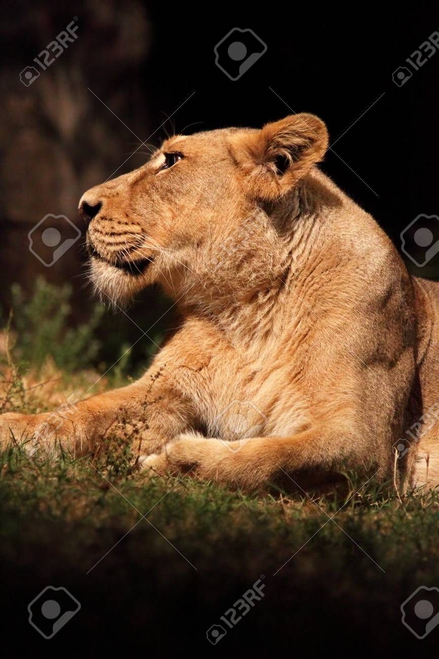 etiam-dictum-ipsum-a-felis