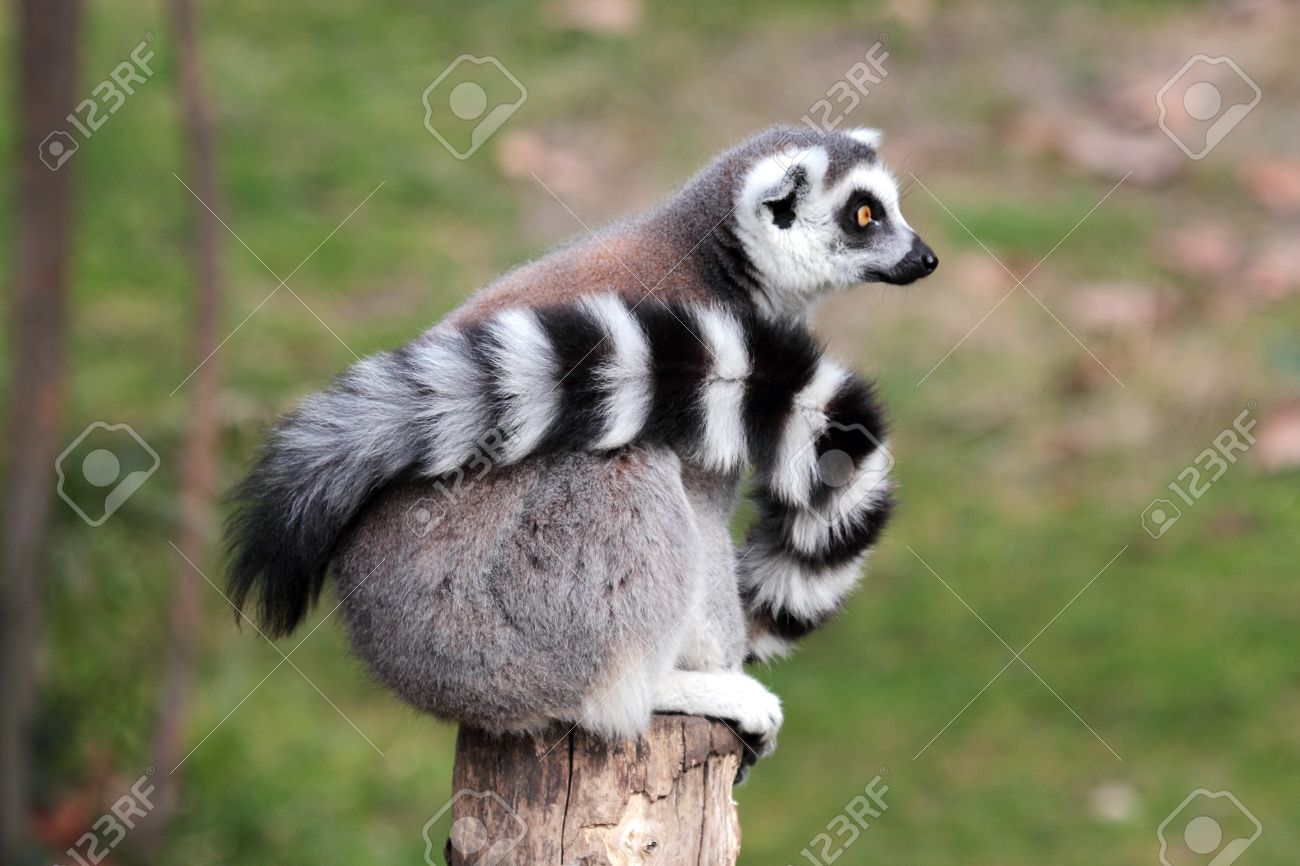 A Ring Tailed Lemur Lemur Catta With His Long Tail Around The Stock Photo Picture And Royalty Free Image Image 18377036