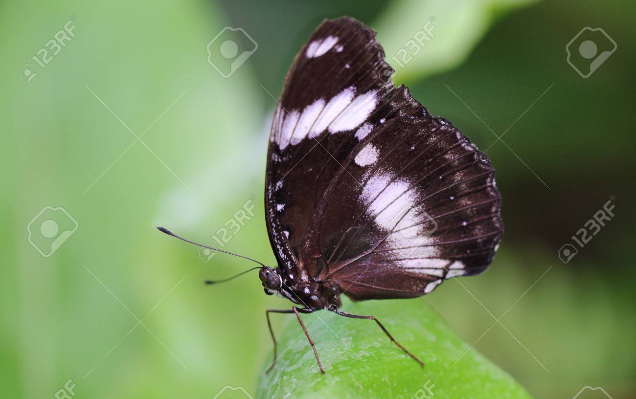 Side View Of A Black And White Butterfly On A Leaf Stock Photo