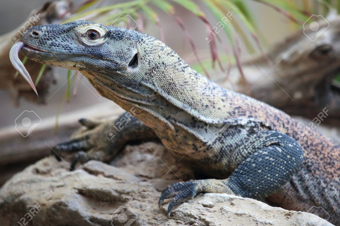 巨大なコモドドラゴン ヴァラヌス Komodoensis 岩の上 このトカゲはインドネシアの島々 から大型モニターです の写真素材 画像素材 Image