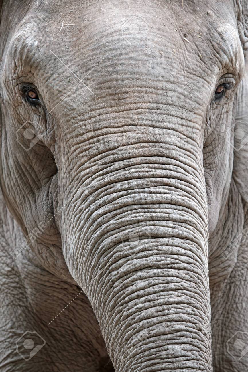 その強いトランクを持つアジア象 Elephas Maximus の肖像画 の写真素材 画像素材 Image その強いトランクを持つアジア象 Elephas Maximus の肖像画 の写真素材 画像素材 Image