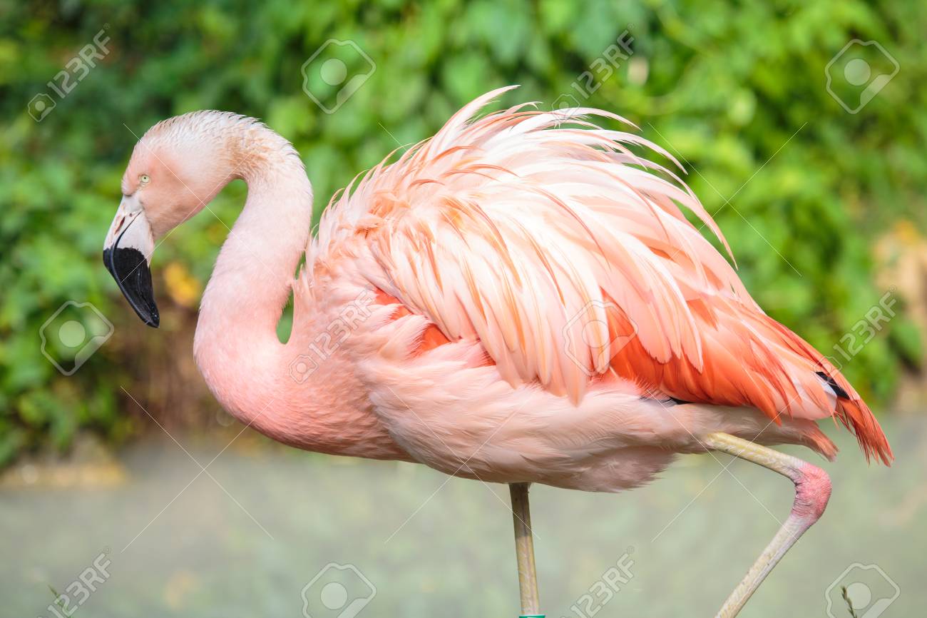 Seitenansicht Eines Chilenischen Flamingos Phoenicopterus Chilensis Dieser Grosse Vogel Stammt Ursprunglich Aus Sudamerika Von Ecuador Und Peru Uber Chile Und Argentinien Bis Nach Brasilien Lizenzfreie Fotos Bilder Und Stock Fotografie Image 70810245