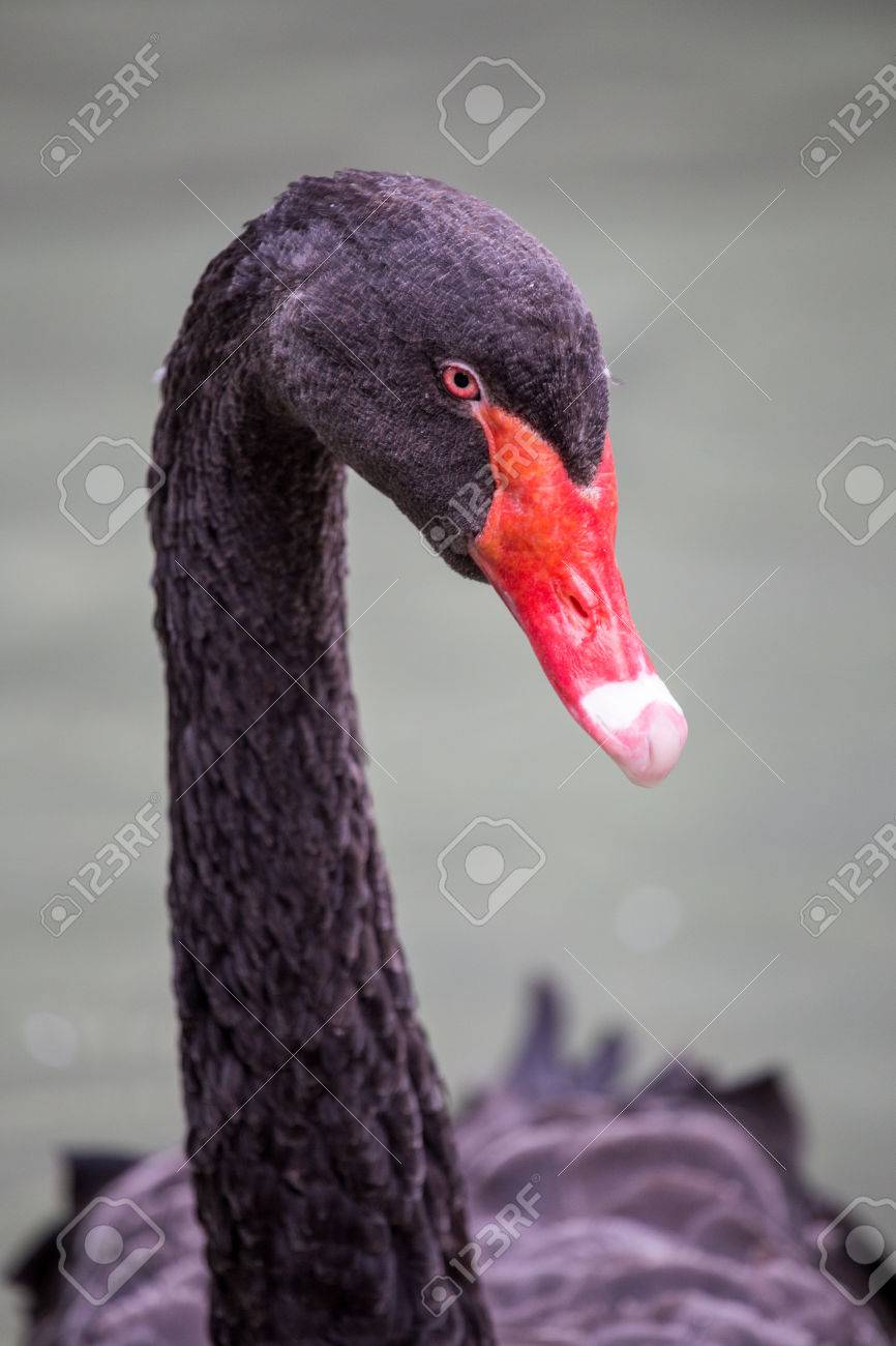 Portrait Dun Cygne Noir Cygnus Atratus Avec Son Long Cou Ces Oiseaux Deau Ont été Introduits Dans Divers Pays En Tant Quoiseau Dornement