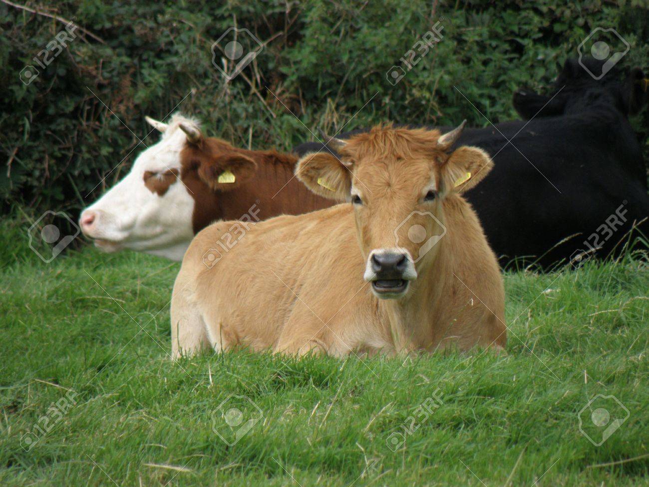 公式サイト 座る牛 大 その他金属 Www Comisariatolosandes Com