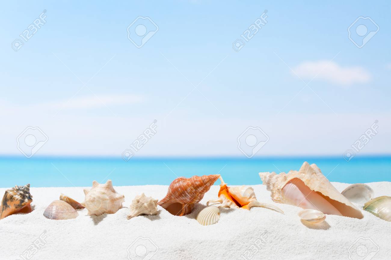 ビーチで貝殻 白い砂浜と夏の背景 の写真素材 画像素材 Image ビーチで貝殻 白い砂浜と夏の背景 の写真素材 画像素材 Image