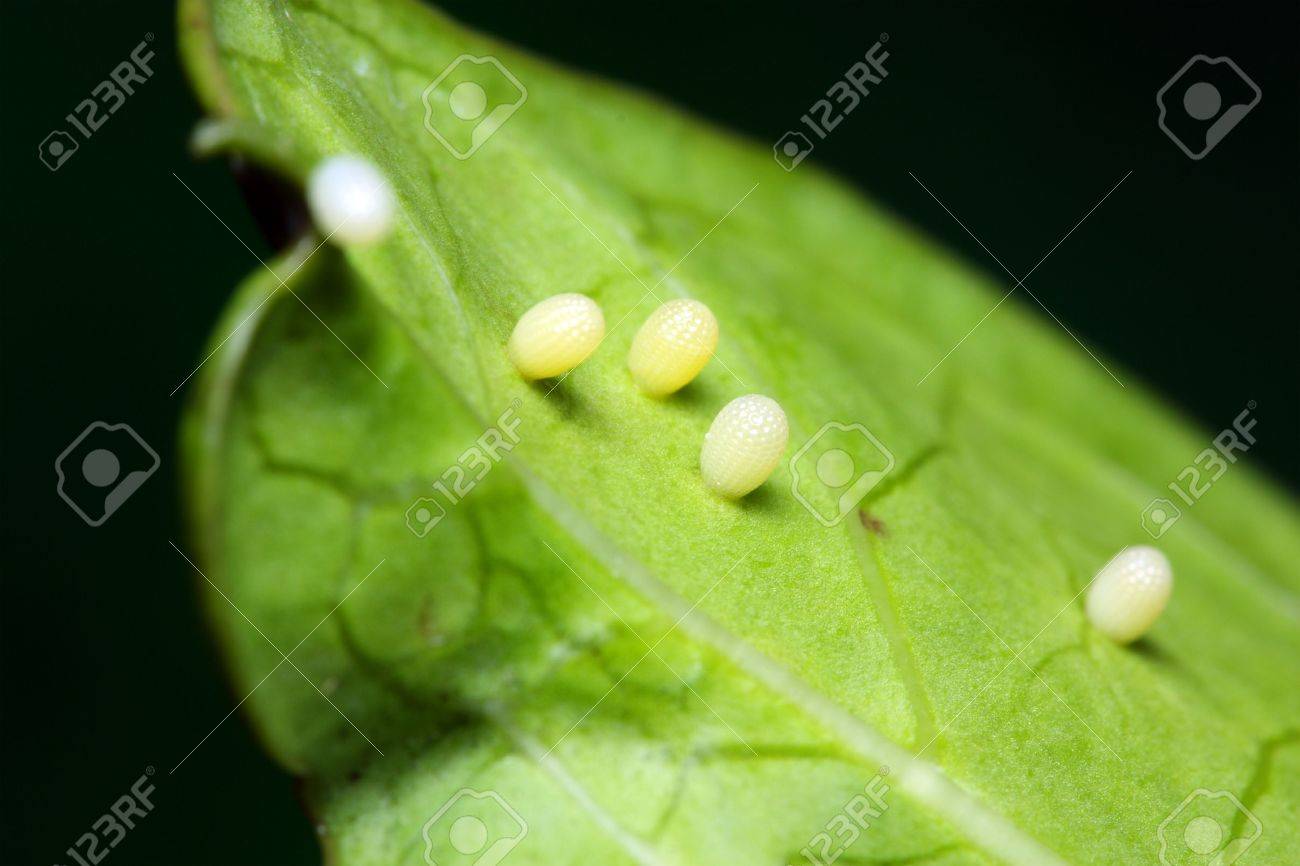 Few butterfly eggs layed on green leaf. - 3924865 Few butterfly eggs layed on green leaf. - 3924865