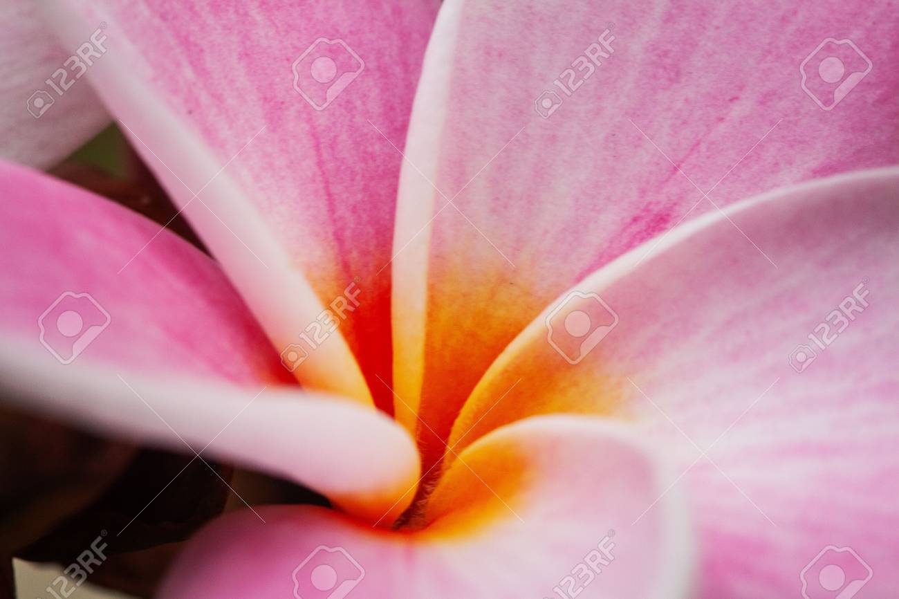Close Up Of Aplumeria. Stock Photo, Picture and Royalty Free Image. Image  106027504.