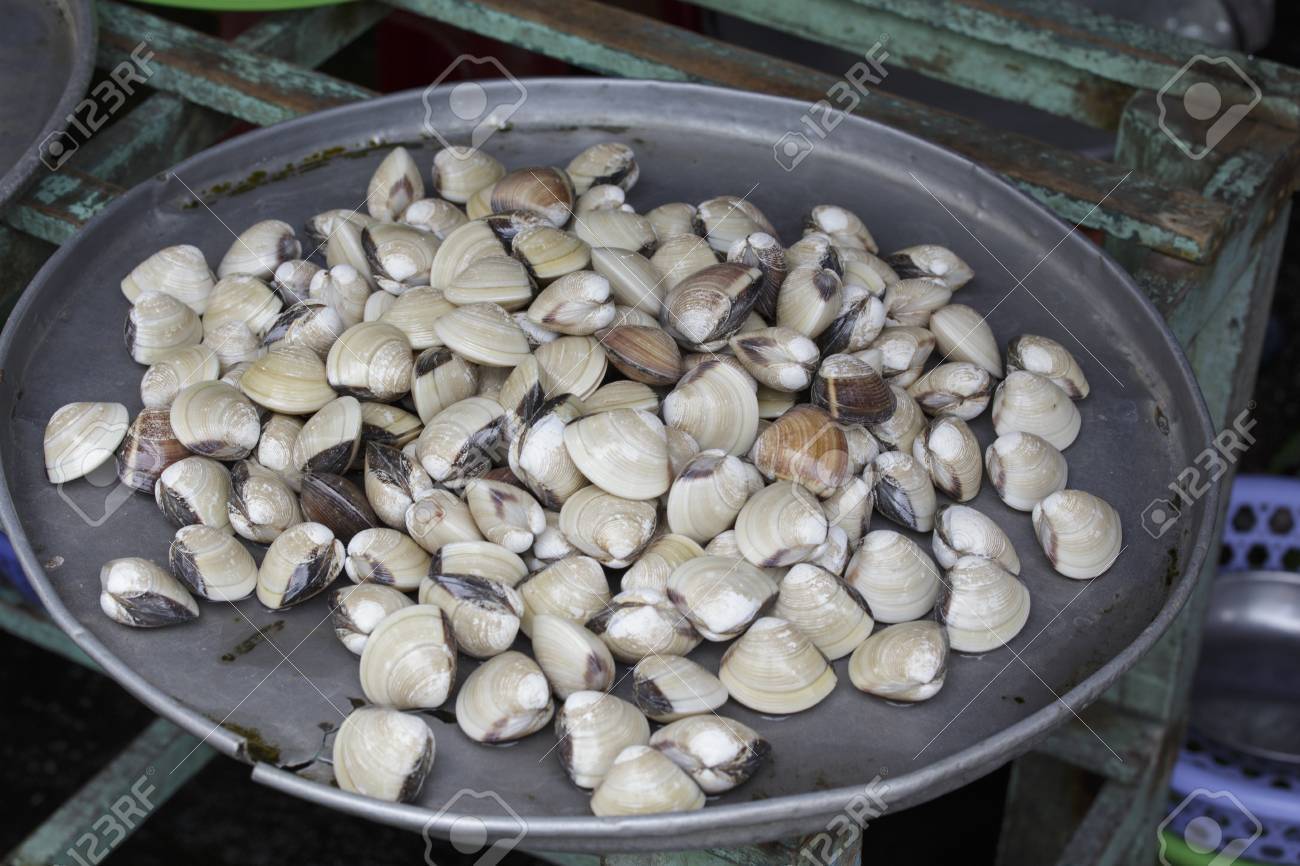 新鮮な生きているハマグリ の写真素材 画像素材 Image