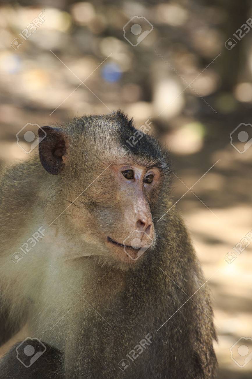 Side Profile Monkey Face Stock Photo Picture And Royalty Free Image Image