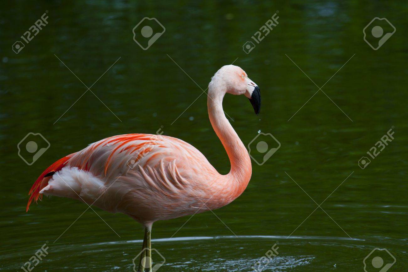 チリーフラミンゴ Phoenicopterus チリヤシ の写真素材 画像素材 Image 807