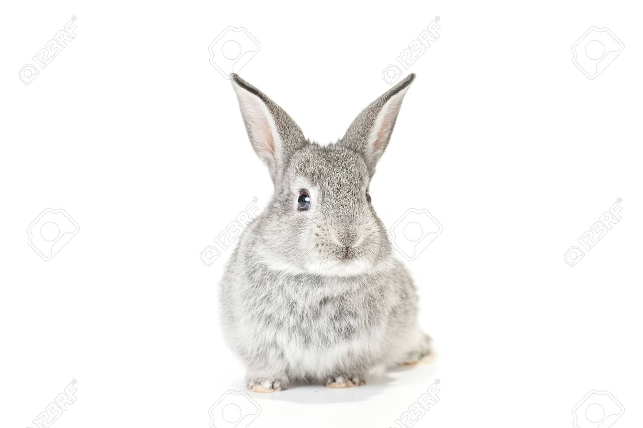 Bebe Gris Mignon Lapin Sur Fond Blanc Banque D Images Et Photos Libres De Droits Image