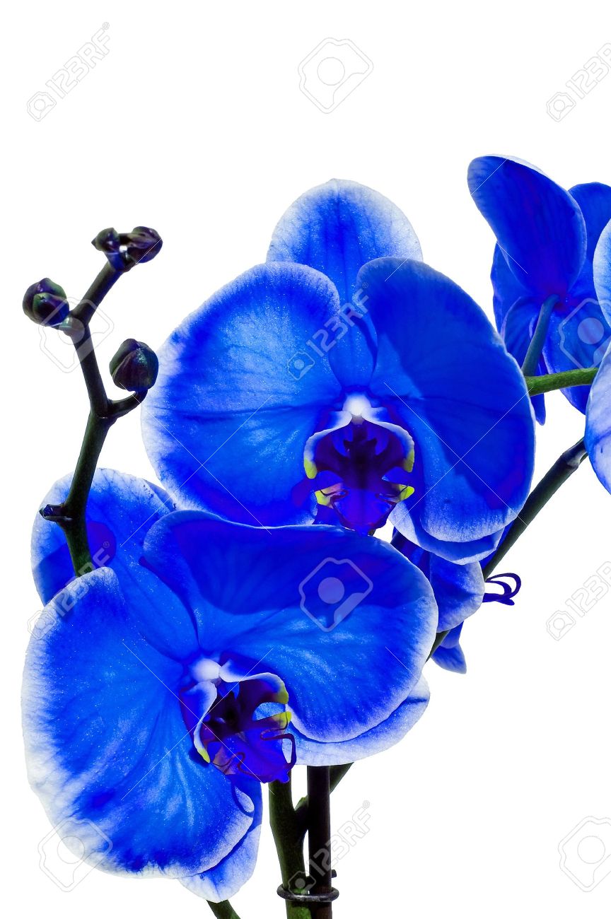 Petite Orchidee Bleue Sur Un Fond Blanc Banque D Images Et Photos Libres De Droits Image Petite Orchidee Bleue Sur Un Fond Blanc Banque D Images Et Photos Libres De Droits Image