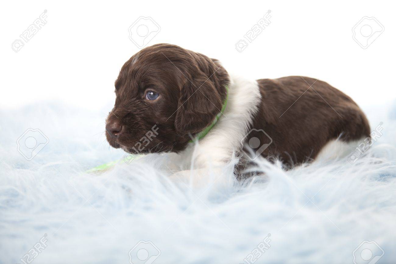 small munsterlander puppies