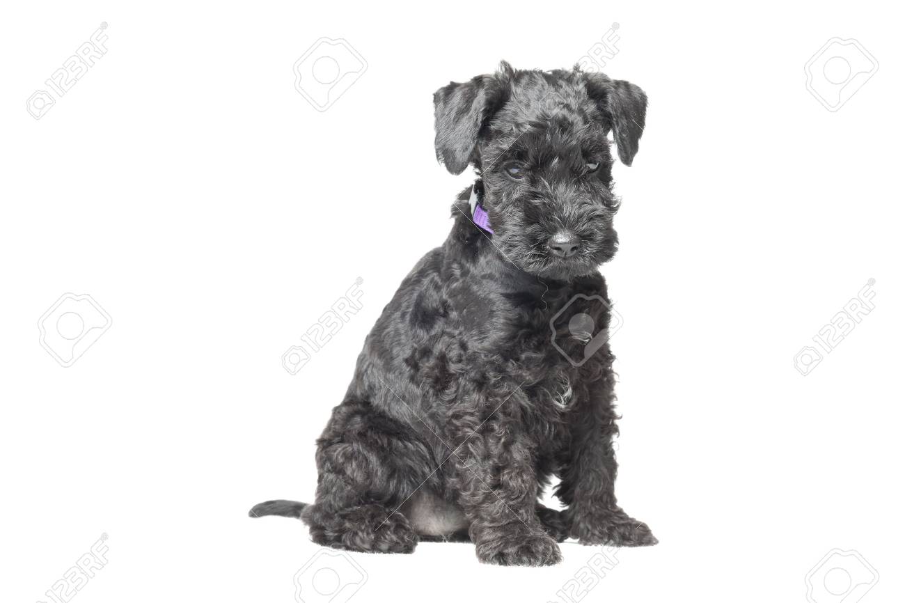 kerry blue terrier puppies for sale near me