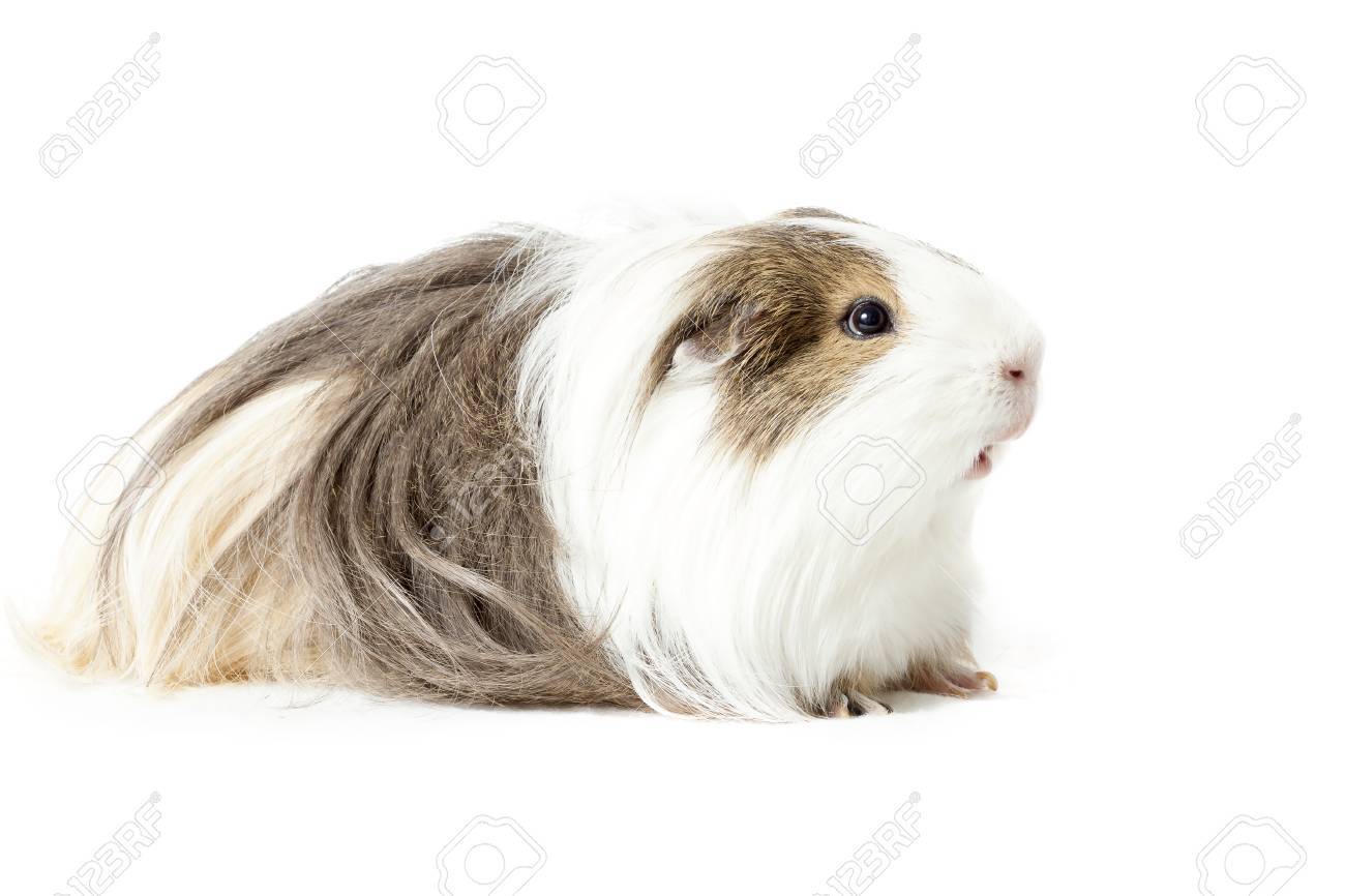 ロングヘア モルモット の写真素材 画像素材 Image